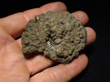 Load image into Gallery viewer, Crucilobiceras pyrite ammonite fossil (60 mm)
