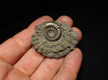 Load image into Gallery viewer, Crucilobiceras pyrite ammonite fossil (46 mm)

