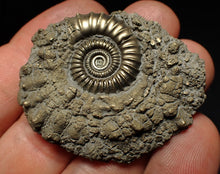 Load image into Gallery viewer, Crucilobiceras pyrite ammonite fossil (46 mm)
