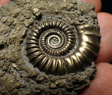Load image into Gallery viewer, Crucilobiceras pyrite ammonite fossil (46 mm)

