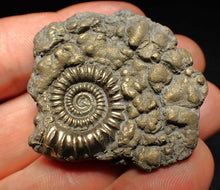 Load image into Gallery viewer, Crucilobiceras pyrite ammonite fossil (45 mm)
