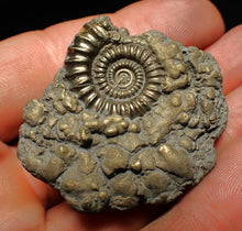 Load image into Gallery viewer, Crucilobiceras pyrite ammonite fossil (45 mm)
