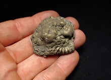 Load image into Gallery viewer, Crucilobiceras pyrite ammonite fossil (45 mm)
