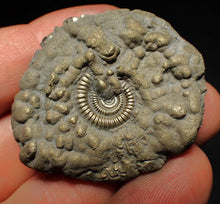 Load image into Gallery viewer, Crucilobiceras pyrite ammonite fossil (44 mm)
