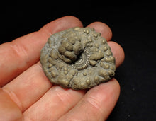 Load image into Gallery viewer, Crucilobiceras pyrite ammonite fossil (44 mm)
