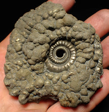 Load image into Gallery viewer, Large Crucilobiceras pyrite ammonite fossil (78 mm)
