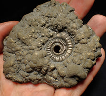 Load image into Gallery viewer, Large Crucilobiceras pyrite ammonite fossil (78 mm)
