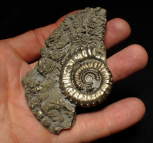 Load image into Gallery viewer, Large Crucilobiceras pyrite ammonite fossil (83 mm)
