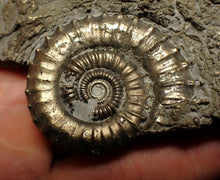 Load image into Gallery viewer, Large Crucilobiceras pyrite ammonite fossil (83 mm)
