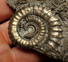 Load image into Gallery viewer, Large Crucilobiceras pyrite ammonite fossil (83 mm)
