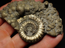 Load image into Gallery viewer, Large Crucilobiceras pyrite ammonite fossil (83 mm)
