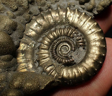 Load image into Gallery viewer, Large Crucilobiceras pyrite ammonite fossil (83 mm)
