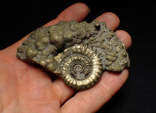 Load image into Gallery viewer, Large Crucilobiceras pyrite ammonite fossil (83 mm)

