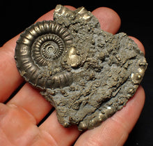 Load image into Gallery viewer, Large Crucilobiceras pyrite ammonite fossil (65 mm)
