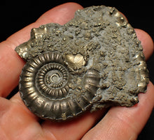 Load image into Gallery viewer, Large Crucilobiceras pyrite ammonite fossil (65 mm)
