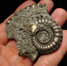 Load image into Gallery viewer, Large Crucilobiceras pyrite ammonite fossil (65 mm)
