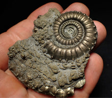 Load image into Gallery viewer, Large Crucilobiceras pyrite ammonite fossil (65 mm)
