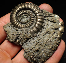 Load image into Gallery viewer, Large Crucilobiceras pyrite ammonite fossil (65 mm)
