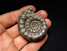 Load image into Gallery viewer, Perfect pyrite Eteoderoceras (Eoderoceras) ammonite fossil (56 mm)
