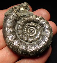 Load image into Gallery viewer, Perfect pyrite Eteoderoceras (Eoderoceras) ammonite fossil (56 mm)
