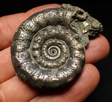 Load image into Gallery viewer, Perfect pyrite Eteoderoceras (Eoderoceras) ammonite fossil (56 mm)
