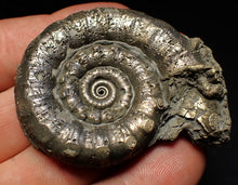 Load image into Gallery viewer, Perfect pyrite Eteoderoceras (Eoderoceras) ammonite fossil (56 mm)
