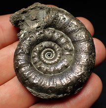 Load image into Gallery viewer, Perfect pyrite Eteoderoceras (Eoderoceras) ammonite fossil (56 mm)

