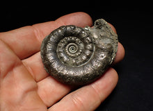 Load image into Gallery viewer, Perfect pyrite Eteoderoceras (Eoderoceras) ammonite fossil (56 mm)
