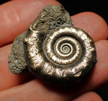 Load image into Gallery viewer, Pyrite Eteoderoceras (Eoderoceras) ammonite fossil (33 mm)
