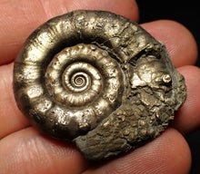 Load image into Gallery viewer, Pyrite Eteoderoceras (Eoderoceras) ammonite fossil (40 mm)
