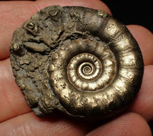 Load image into Gallery viewer, Pyrite Eteoderoceras (Eoderoceras) ammonite fossil (40 mm)
