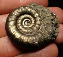 Load image into Gallery viewer, Pyrite Eteoderoceras (Eoderoceras) ammonite fossil (40 mm)
