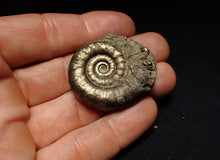 Load image into Gallery viewer, Pyrite Eteoderoceras (Eoderoceras) ammonite fossil (40 mm)
