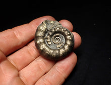 Load image into Gallery viewer, Pyrite Eteoderoceras (Eoderoceras) ammonite fossil (43 mm)
