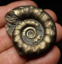 Load image into Gallery viewer, Pyrite Eteoderoceras (Eoderoceras) ammonite fossil (43 mm)
