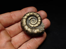 Load image into Gallery viewer, Pyrite Eteoderoceras (Eoderoceras) ammonite fossil (43 mm)
