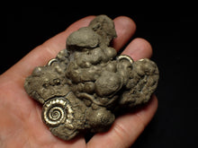 Load image into Gallery viewer, Large pyrite Eoderoceras multi-ammonite fossil (78 mm)
