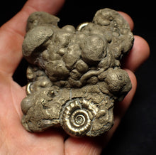 Load image into Gallery viewer, Large pyrite Eoderoceras multi-ammonite fossil (78 mm)
