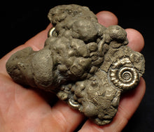 Load image into Gallery viewer, Large pyrite Eoderoceras multi-ammonite fossil (78 mm)
