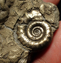 Load image into Gallery viewer, Large pyrite Eoderoceras multi-ammonite fossil (78 mm)
