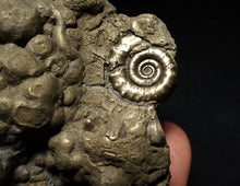Load image into Gallery viewer, Large pyrite Eoderoceras multi-ammonite fossil (78 mm)
