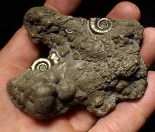 Load image into Gallery viewer, Large pyrite Eoderoceras multi-ammonite fossil (78 mm)
