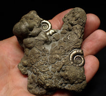 Load image into Gallery viewer, Large pyrite Eoderoceras multi-ammonite fossil (78 mm)
