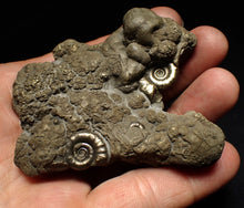 Load image into Gallery viewer, Large pyrite Eoderoceras multi-ammonite fossil (78 mm)
