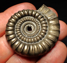 Load image into Gallery viewer, Echioceras pyrite ammonite fossil (44 mm)

