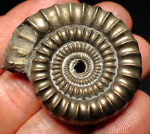Load image into Gallery viewer, Echioceras pyrite ammonite fossil (44 mm)
