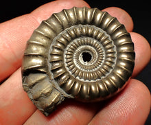 Load image into Gallery viewer, Echioceras pyrite ammonite fossil (44 mm)

