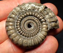 Load image into Gallery viewer, Echioceras pyrite ammonite fossil (44 mm)
