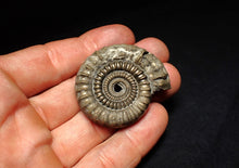 Load image into Gallery viewer, Echioceras pyrite ammonite fossil (44 mm)
