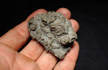 Load image into Gallery viewer, Large pyrite multi-ammonite fossil Crucilobiceras (55 mm)
